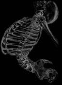 Pitch Black (DK) : Angry Up the Blood